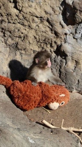 2026年最新】パンチくんに会いに行く！市川市動植物園のアクセス完全
