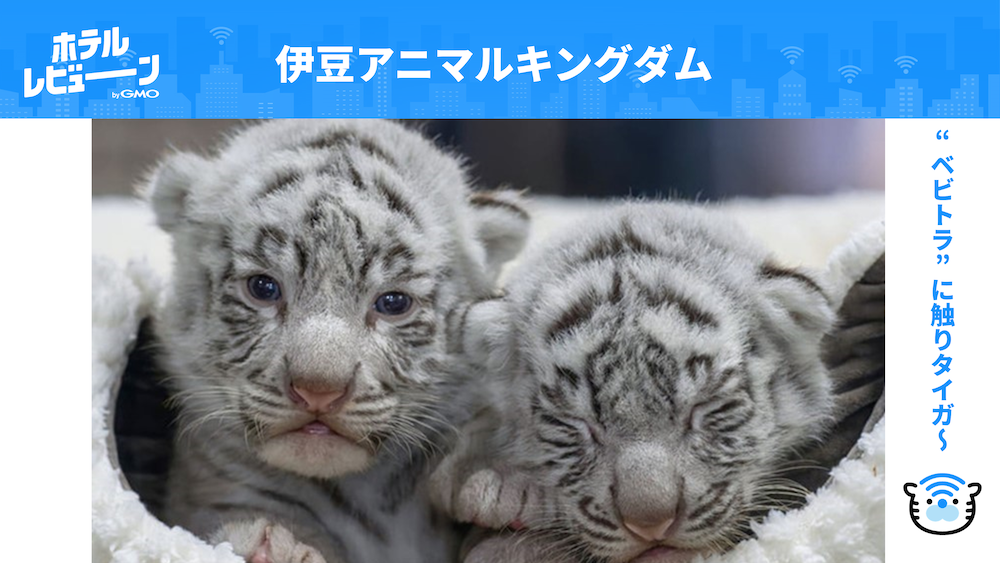 ホワイトタイガーの赤ちゃんに触れる！伊豆アニマルキングダム！癒しの伊豆の旅をご紹介【伊東園ホテル熱川】