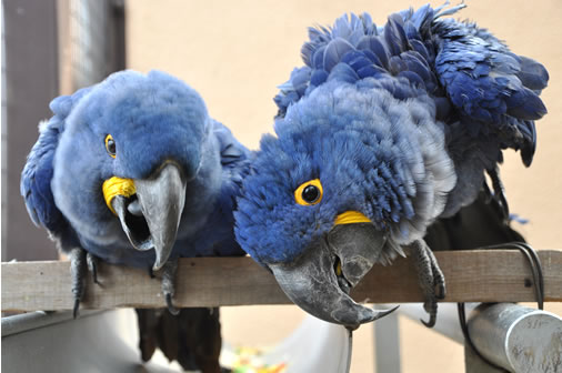 東山動物園  鳥