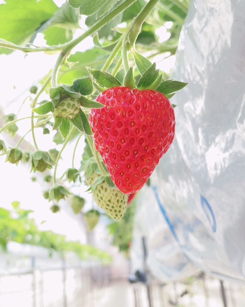Ciel Farm